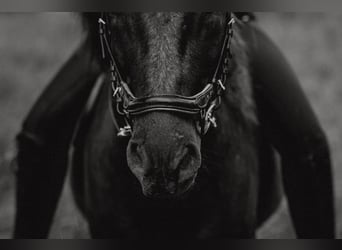 Icelandic Horse, Gelding, 12 years, 13,1 hh, Black