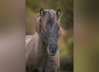 Icelandic Horse, Gelding, 12 years, 13,2 hh, Dun