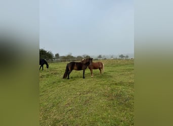 Icelandic Horse, Gelding, 12 years, 14.1 hh, Brown