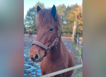 Icelandic Horse, Gelding, 12 years, 14,1 hh, Chestnut-Red