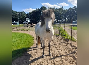 Icelandic Horse, Gelding, 12 years, 14.2 hh, Gray