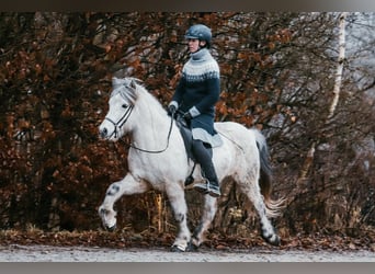 Icelandic Horse, Gelding, 12 years, 14 hh, Grey