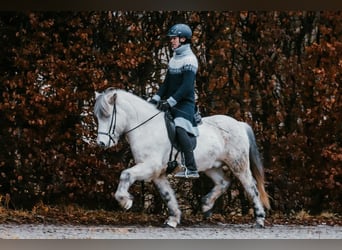 Icelandic Horse, Gelding, 12 years, 14 hh, Grey