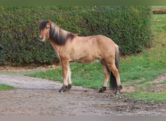 Icelandic Horse, Gelding, 12 years, 14,1 hh, Dun