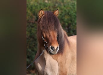 Icelandic Horse, Gelding, 12 years, 14,1 hh, Dun