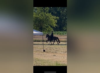 Icelandic Horse, Gelding, 12 years, 14,2 hh, Black