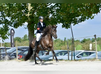 Icelandic Horse, Gelding, 12 years, 14,2 hh, Black