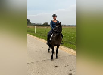 Icelandic Horse, Gelding, 13 years, 13,1 hh, Black