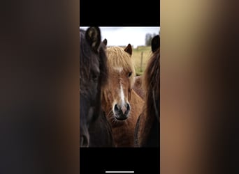 Icelandic Horse, Gelding, 13 years, 13.1 hh, Chestnut