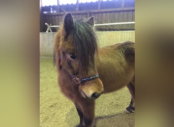 Icelandic Horse, Gelding, 13 years, 13,2 hh, Brown