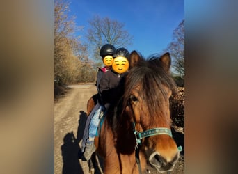 Icelandic Horse, Gelding, 13 years, 13,2 hh, Brown