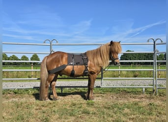 Icelandic Horse, Gelding, 13 years, 13.2 hh, Chestnut