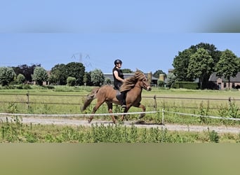 Icelandic Horse, Gelding, 13 years, 13.2 hh, Chestnut