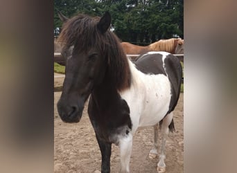 Islandpferd, Wallach, 13 Jahre, 13,2 hh, Schecke