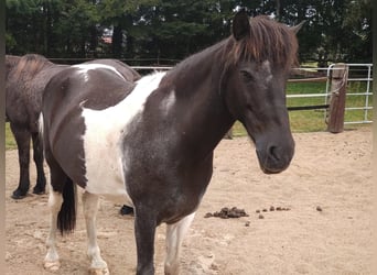 Islandpferd, Wallach, 13 Jahre, 13,2 hh, Schecke