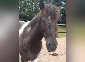 Icelandic Horse, Gelding, 13 years, 13,2 hh, Pinto