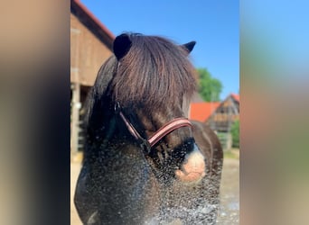 Icelandic Horse, Gelding, 13 years, 13.3 hh, Black