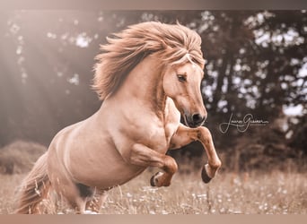 Icelandic Horse, Gelding, 13 years, 13.3 hh, Dun