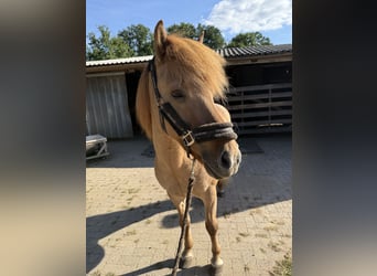 Icelandic Horse, Gelding, 13 years, 13.3 hh, Dun
