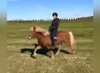 Icelandic Horse, Gelding, 13 years, 14,1 hh, Chestnut-Red