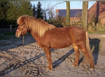 Icelandic Horse, Gelding, 13 years, 14.1 hh, Chestnut-Red