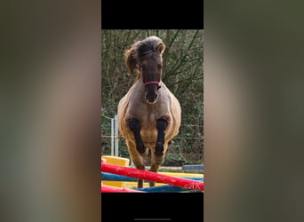 Icelandic Horse, Gelding, 13 years, 14,1 hh, Dun