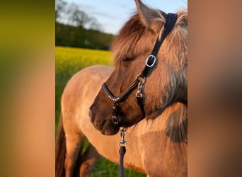 Icelandic Horse, Gelding, 13 years, 14,1 hh, Dun