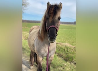 Icelandic Horse, Gelding, 13 years, 14,1 hh, Dun