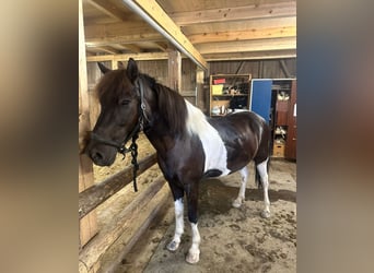 Icelandic Horse, Gelding, 13 years, 14.1 hh, Pinto