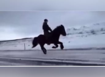 Icelandic Horse, Gelding, 13 years, 14 hh, Black