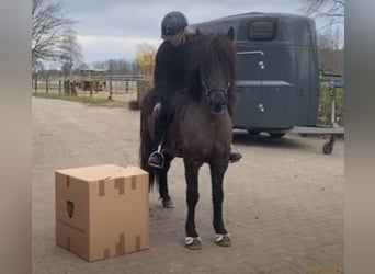 Icelandic Horse, Gelding, 13 years, 14 hh, Black