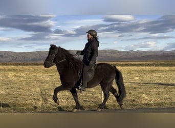Icelandic Horse, Gelding, 13 years, 14 hh, Black