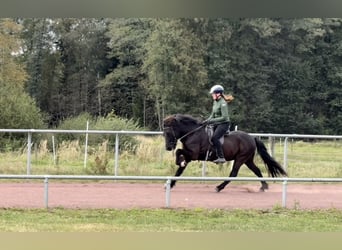 Icelandic Horse, Gelding, 13 years, 14 hh, Black