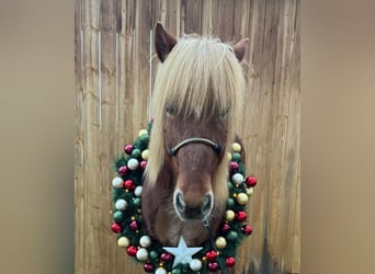 Icelandic Horse, Gelding, 13 years, 14 hh, Chestnut-Red