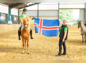 Icelandic Horse, Gelding, 13 years, 14 hh, Chestnut-Red