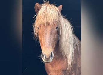 Icelandic Horse, Gelding, 13 years, 14 hh, Chestnut-Red