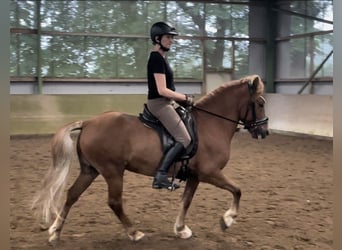 Icelandic Horse, Gelding, 13 years, 14 hh, Chestnut-Red