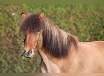 Icelandic Horse, Gelding, 13 years, 14,1 hh, Dun
