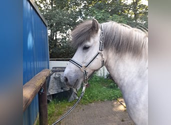 Icelandic Horse, Gelding, 13 years, 14,1 hh, Grey