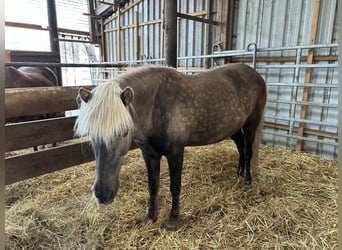 Icelandic Horse, Gelding, 13 years, 14,1 hh, Grullo