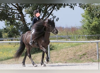 Icelandic Horse, Gelding, 14 years, 13.1 hh, Black