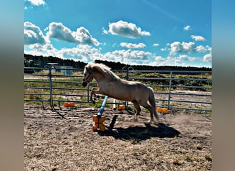 Icelandic Horse, Gelding, 14 years, 13.1 hh, Palomino