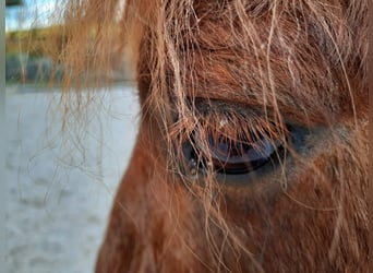 Icelandic Horse, Gelding, 14 years, 13.2 hh, Chestnut