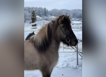 Icelandic Horse, Gelding, 14 years, 13.2 hh, Dun