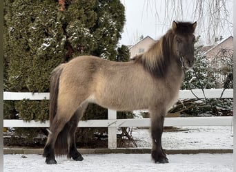 Icelandic Horse, Gelding, 14 years, 13.2 hh, Dun