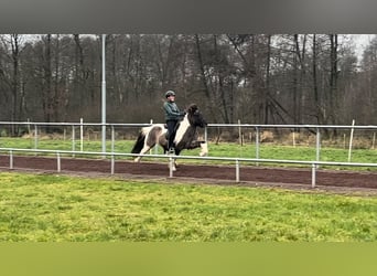 Icelandic Horse, Gelding, 14 years, 13,2 hh, Pinto