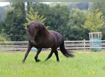 Icelandic Horse, Gelding, 14 years, 14.2 hh, Black