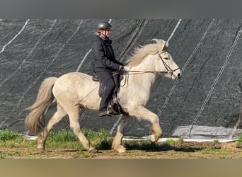 Icelandic Horse, Gelding, 14 years, 14.2 hh, Gray