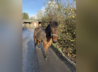 Icelandic Horse, Gelding, 14 years, 14 hh, Brown