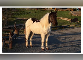 Icelandic Horse, Gelding, 14 years, 14 hh, Pinto